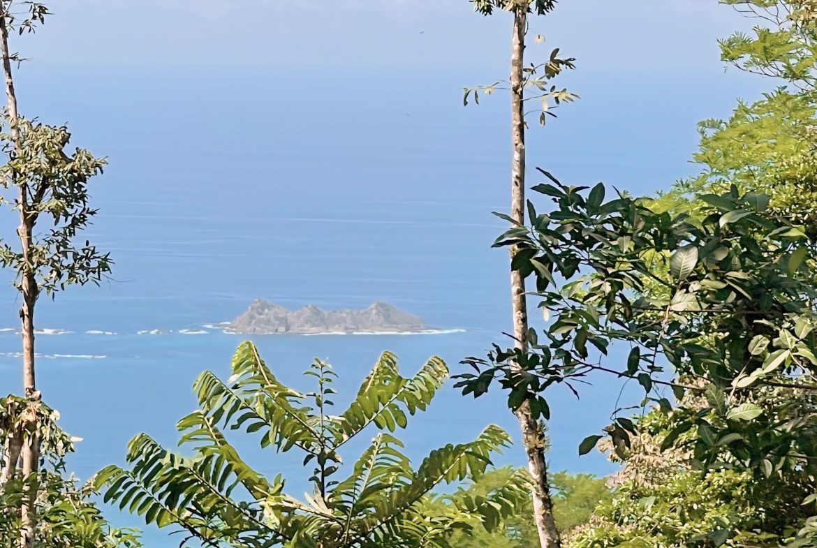 JUNGLE DREAMS FARM: WHERE NATURE MEETS SERENITY – 20 ACRES